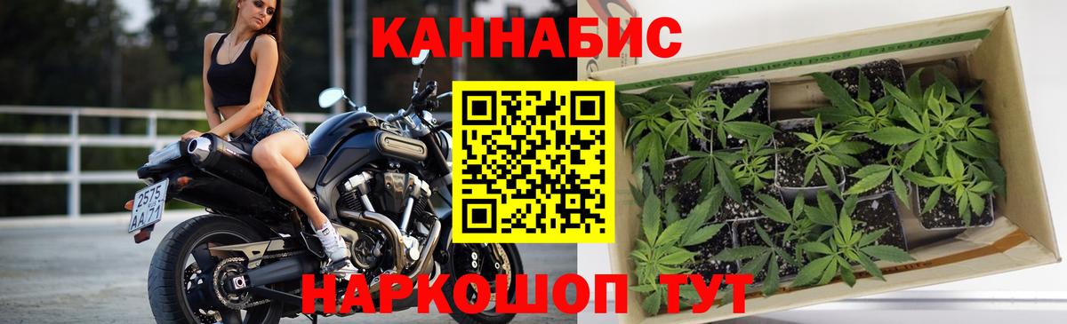 Бошки Шишки марихуана Гудермес